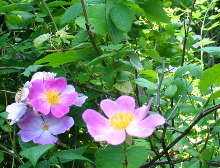 Delicate wild roses near the Burns farm lane