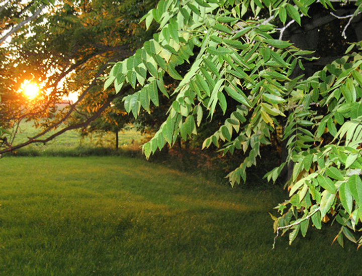 Twilight among the farm's hickory trees
