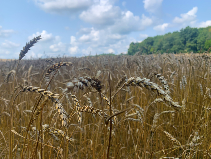 The wheat looks good this year.