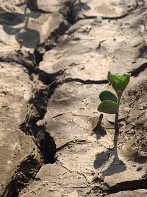 Closeup of a single seedling in a mud-cracked field