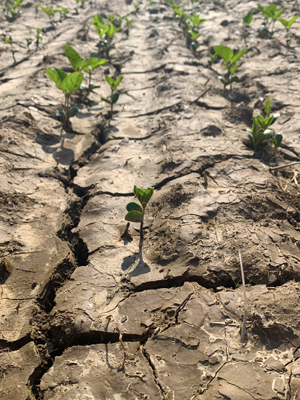 Several seedlings in a mud-cracked field