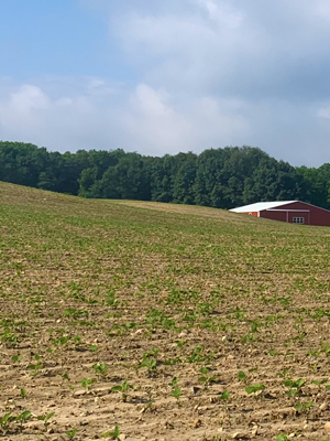 Longshot of desiccated field, with barn in the distance