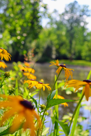 Black-Eyed Susan flowers