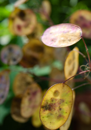 Close-up of Money Plant leaves 