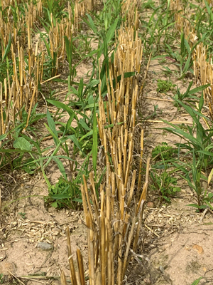 Wheat stubble in the field adjacent to the gallery, with weeds growing between the rows of stubble