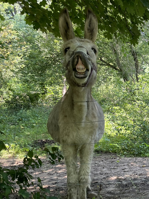 A donkey greets the participants