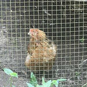 One of Bonnie Jo's chickens at H House