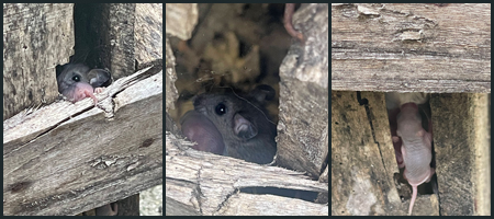 Triptych of a mouse and her newborn baby