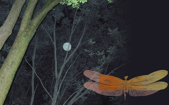 "Three-Element Fusion" by Mary Catherine Harper, a three-image overlay of tree, dragonfly, and moon