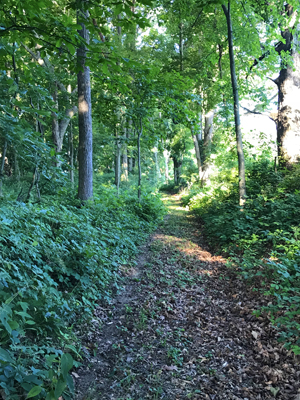 Take a break. Take a walk. A view of the forest near Steve Smith's 4 Corners Gallery
