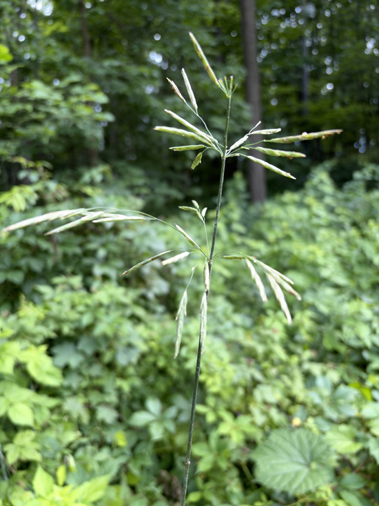David Marshall's photo . . . wild grass