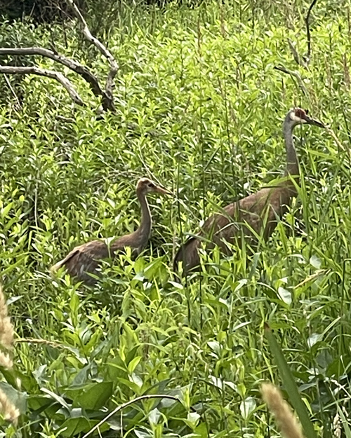 Dawn Burns' photo . . . cranes among the wild grasses