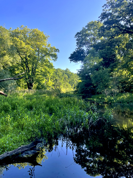 Dawn Burns' photo . . . the swamp at noon