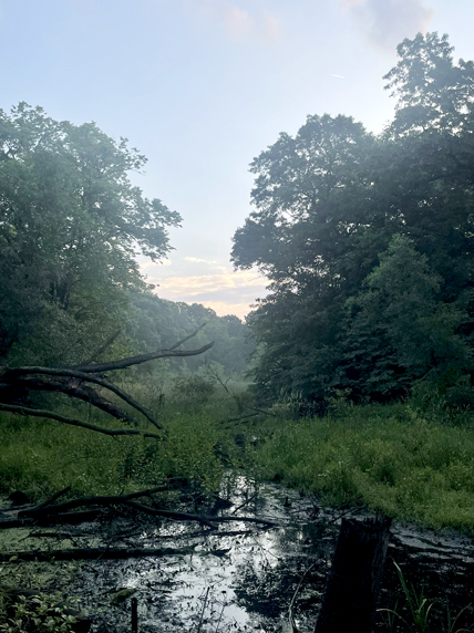 Dawn Burns' photo . . . the swamp at twilight