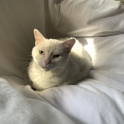 Dawn Burns' photo . . . Alice, the H House kitty