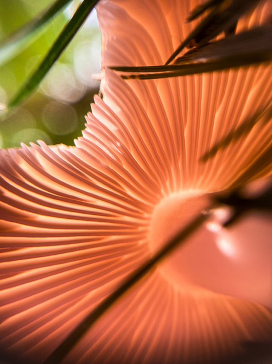 Robin Moss photo 1 . . . pink gills of a mushroom