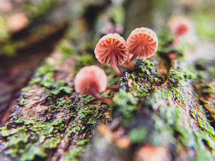 Robin Moss photo 3 . . . three little shrooms