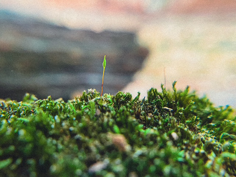 Robin Moss photo 4 . . . a lone seedling rises