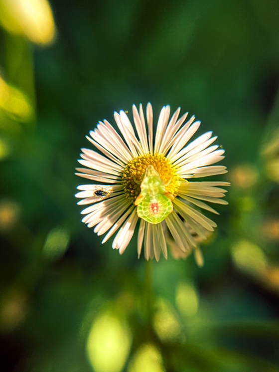 Robin Moss photo 5 . . . bug on aster