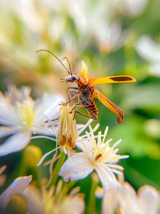 Robin Moss photo 6 . . . wasp on flower