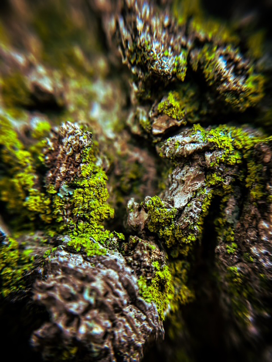 Robin Moss photo 7 . . . moss on bark