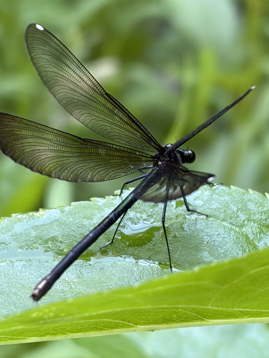 David Marshall's photo . . . dragonfly